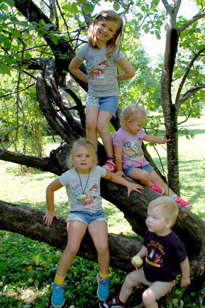 The gnarled limbs of old apple trees are fun for kids like (clockwise from top) Nevaeh Krajnc, Jordyn Wilcox, Gage Krajnc, and Brooke Wilcox