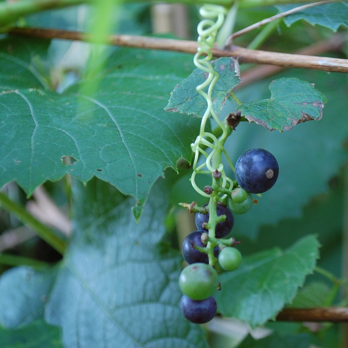 Did you know that some grapes grow in Muskoka?