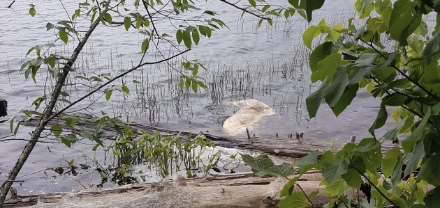 Government agencies not concerned about deer carcass floating near Hunters Bay trail