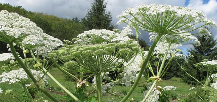 Giant Hogweed (Photo: Patrick Hodge, MNR, via invasivespeciescentre.ca)