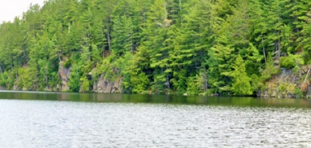 Why Canada needs a national tree-planting strategy ~ Commentary
