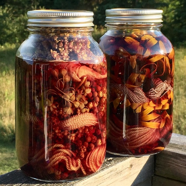 Marni Martin is intrigued by the solar dyeing process and what it might yield. On the left is silk, cotton and wool in a dye bath of milkweed, and on the right are the same fibres with entire heads of black-eyed Susans (supplied photo)