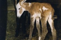 Newborn Abigail in August 1998 (Photo: Muskoka Heritage Place)