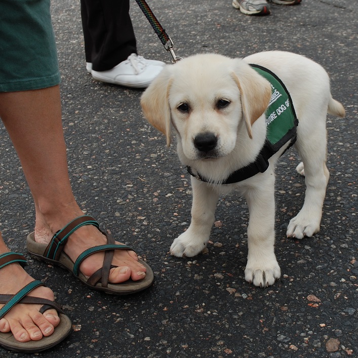Shay is learning to be a guide dog. The friendly puppy made lots of new friends at the Summer Sidewalk Sale.