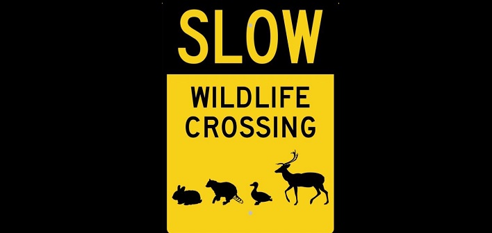 wildlife crossing