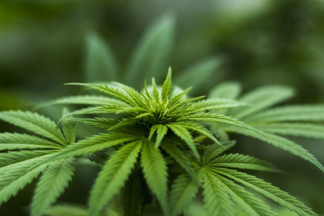 Health unit has advice for safer use of cannabis