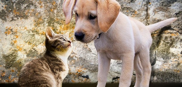 Reminder: low-cost rabies clinic is on November 25