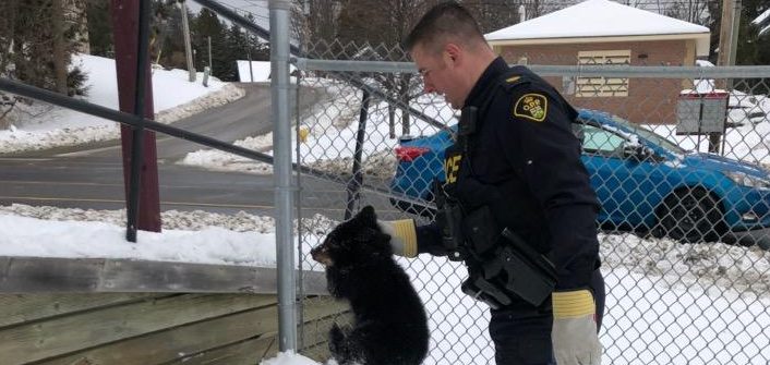 OPP capture an orphaned bear cub (Image: @OPP_CR / Twitter)