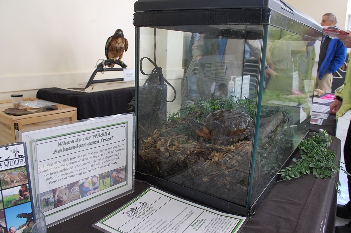 Burnaby the wood turtle and Will Scarlet the red-tailed hawk are both wildlife ambassadors with Speaking of Wildlife