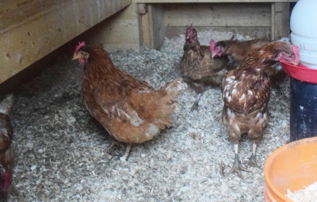 Proposed changes to Huntsville’s policy regarding backyard hens sent back to committee