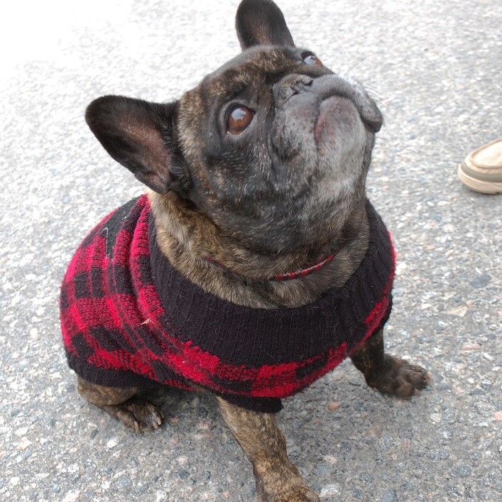 Stella, a seven-year-old French bulldog, came dressed for the occasion in a plaid coat