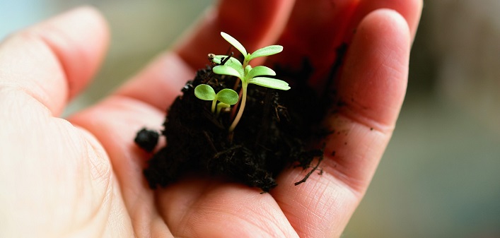 Seedling
