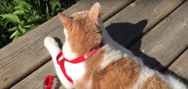 Our Town with Grant Nickalls: Training cats and eating dogs