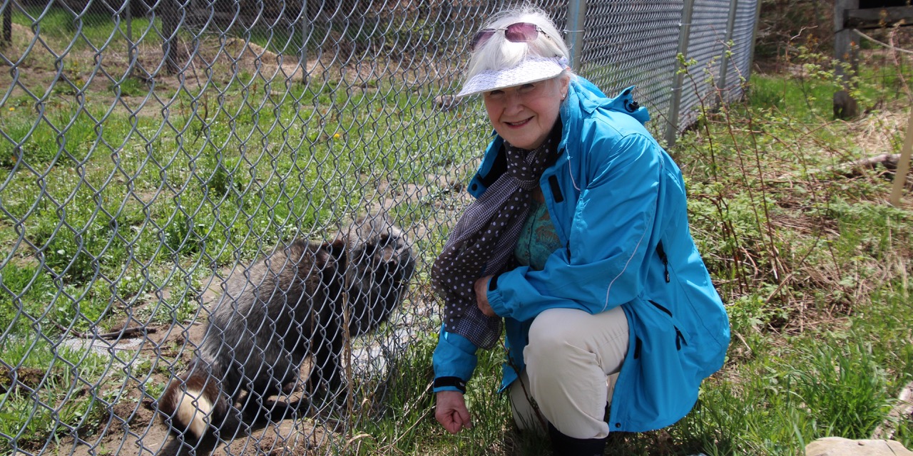 Aspen Valley Wildlife Sanctuary volunteer Susan Brown with Silver, the Silver Fox