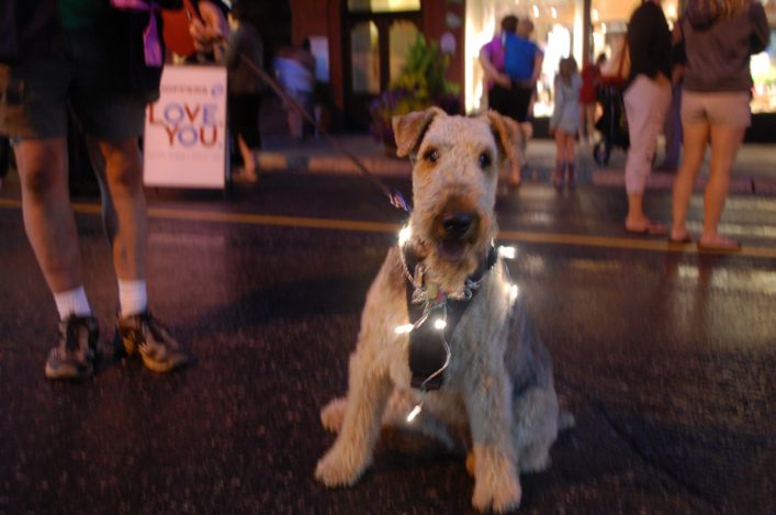 Cassie was looking pretty festive for Nuit Blanche North. The eight-year-old Airedale Terrier was accompanied by Lynn and Don Sutherland.