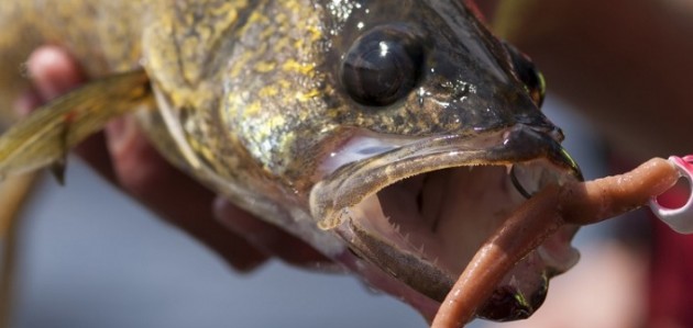 Fish licence-free until July 7