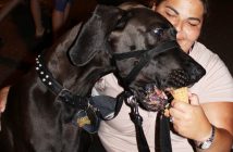 ...and he was rewarded for good behaviour by owner Nikki Bible