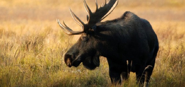 Province improving moose management approach