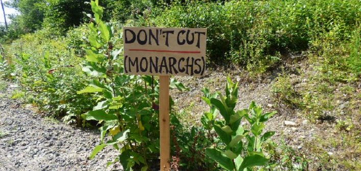 This sign was effective – Town crews left this patch of milkweed alone when they came by to cut back vegetation in the ditch (Photo: Zelda Dwyer)