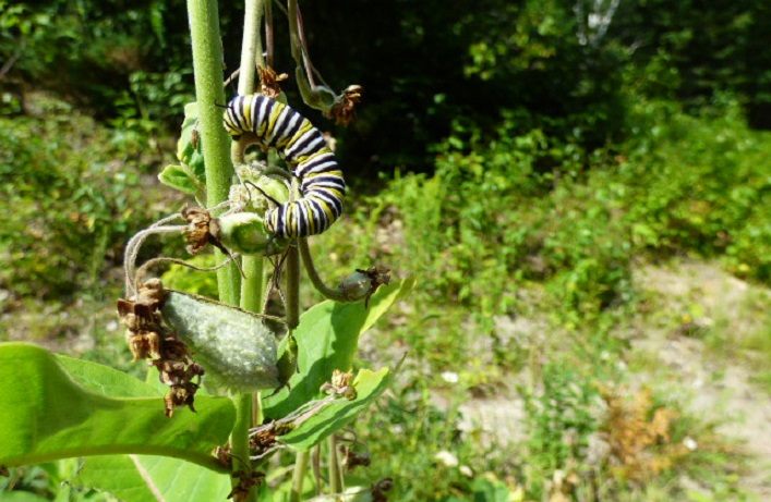 Monarch caterpillars feed exclusively on milkweed, making it important to leave the plants alone (Photo: Zelda Dwyer)
