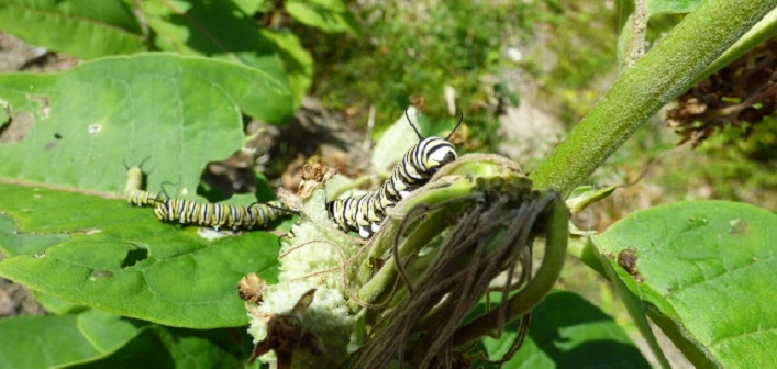 Monarch caterpillars are happily feasting on milkweed plants along Chub Lake Road (Photo: Zelda Dwyer)