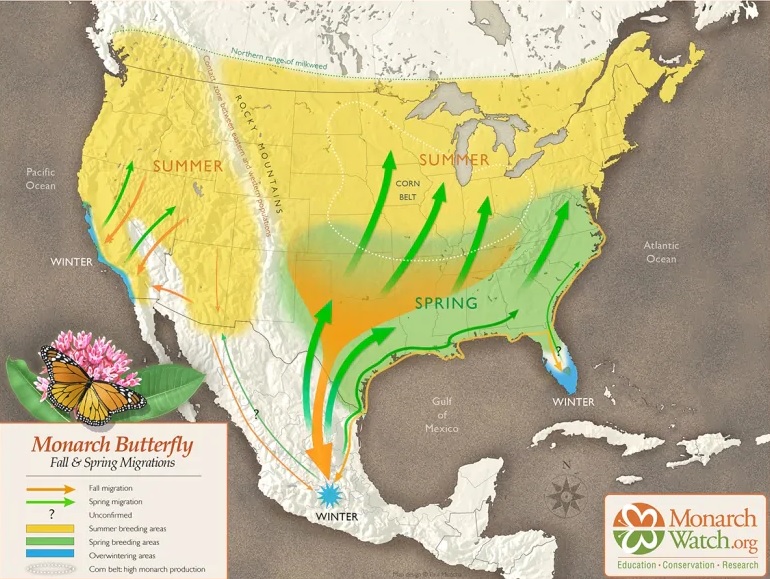 Monarchs migrate incredibly long distances (monarchwatch.org)