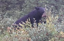 The Hills feel lucky to see a bear at roadside (supplied)