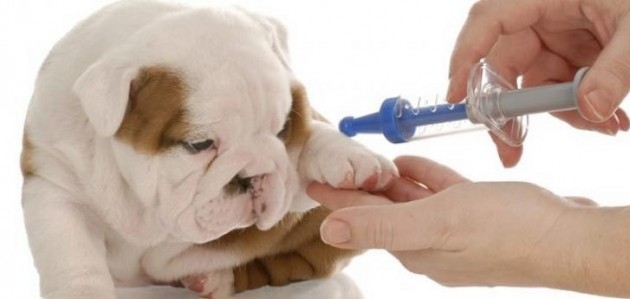 Low-cost rabies clinic returns October 6