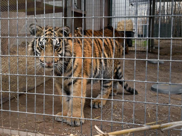 The Town of Huntsville revisits its exotic pet bylaw