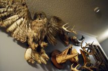 If you're friends with Kandis and Troy then it's likely you're familiar with the 'Wall of Death', Kandis's collection of one-of-a-kind taxidermy pieces.