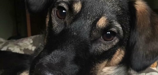 Muskoka Pet Loss Support Group holds first meeting Nov. 11