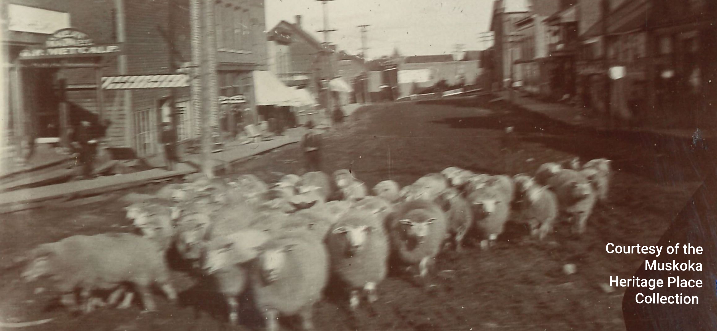 Wayback Wednesday 2020-1a Sheep on Main Street