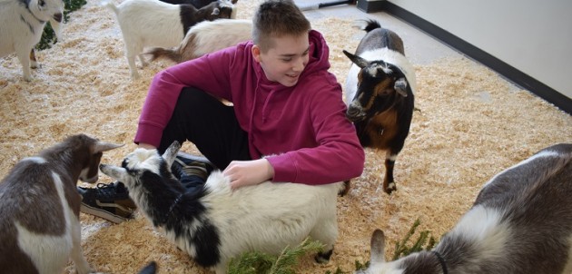 Therapy goats help HHS students destress during exam week