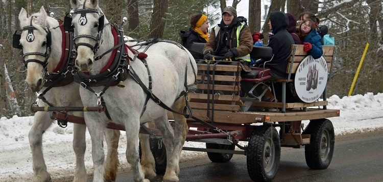 Twin Maples Farm offered horse-drawn wagon rides at the 2020 Port Sydney Winter Carnival (Cheyenne Wood)