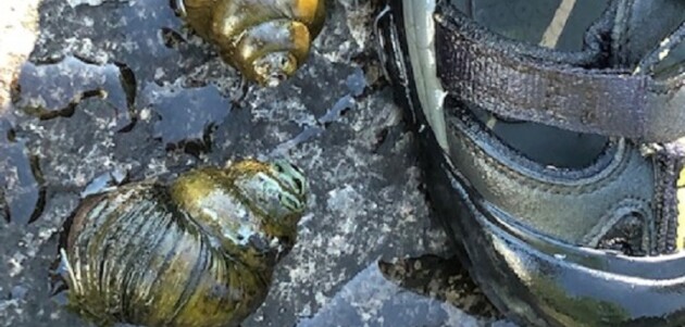Invasive snail species found in Huntsville