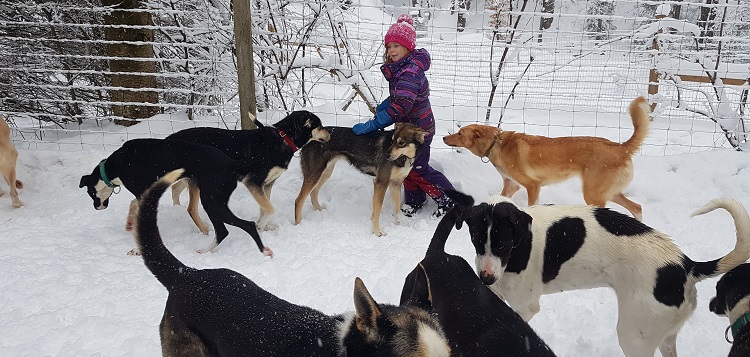The dogs of North Ridge Ranch dog sledding play with their human friend, Brea (supplied)