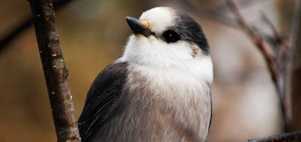 Canada Jay, Algonquin Park (Dawn Huddlestone)