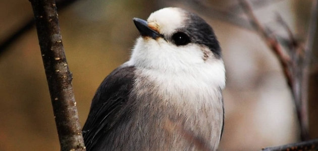 Global Great Backyard Bird Count starts today