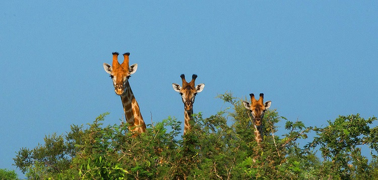 Giraffes-stock-photo.jpg