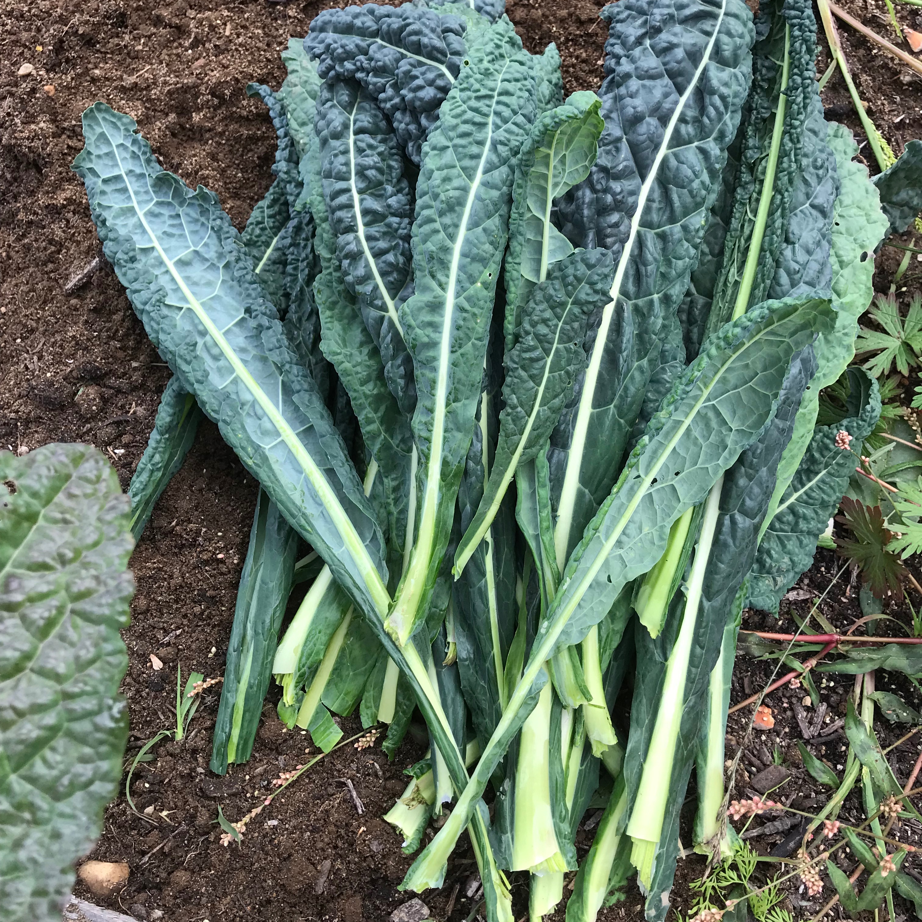 Some of the kale harvested from Evergreen's gardens last year (supplied)
