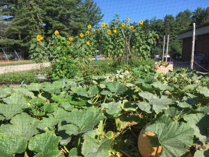 The gardens at Irwin Memorial Public School 2 (supplied)
