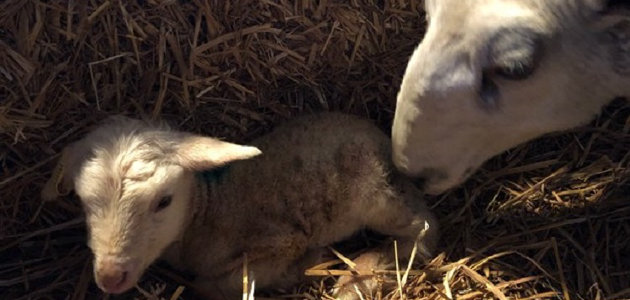 Rejected lamb finds new adoptive home with Muskoka ewe