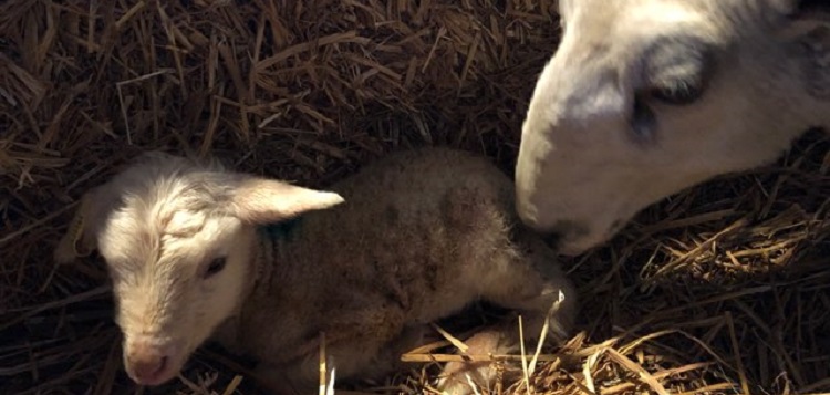 Helen with her adopted lamb Mary (Pam Carnochan)