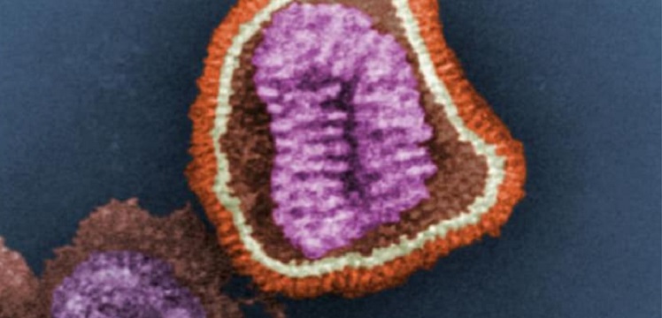 Influenza virus particle as seen under a microscope (CDC)