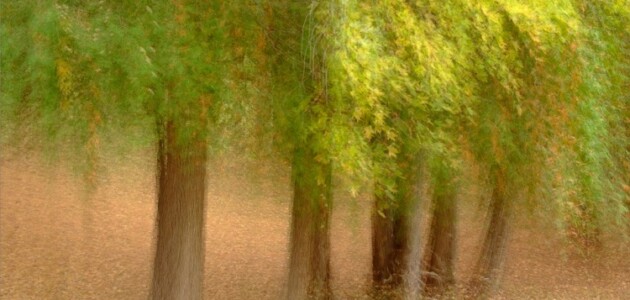 Art Fx #17: “Dee River Trees” by Jenny Kirkpatrick