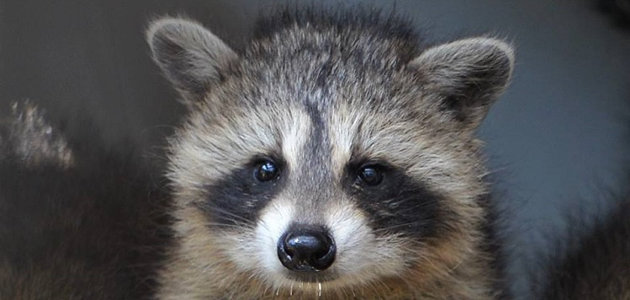 What do you do if a raccoon family has moved in?