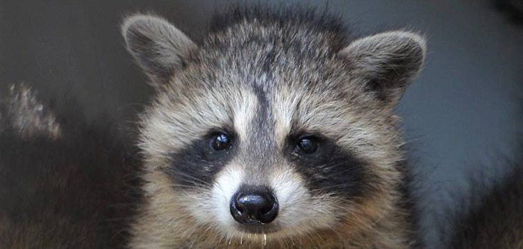 Raccoon-Kit-courtesy-of-Aspen-Valley-Wildlife-Sanctuary.jpg
