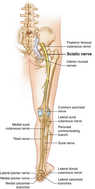 Sciatica Toronto, Sciatic Nerve Pain