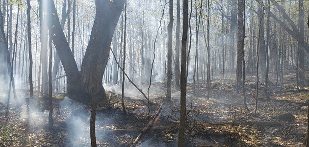 Explained: Why does the fire department let controlled wildfires smoulder overnight?