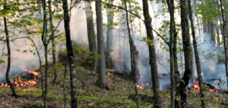 Port-Cunnington-brush-fire-May-2021-HLOBFD.jpg